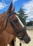 EVENTOR SNAFFLE CROWN BRIDLE