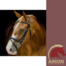PLATNIUM SHAPED PADDED BRIDLE HEAD 